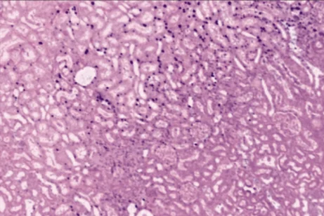 Turning X-rays colorful: histology-style image obtained from X-ray microtomography data by Dr. Dominik John
